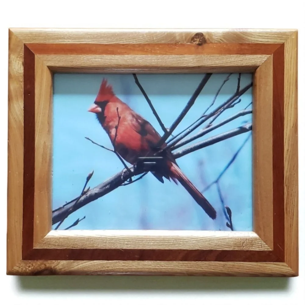 Original Photography By Greyfox Red Cardinal